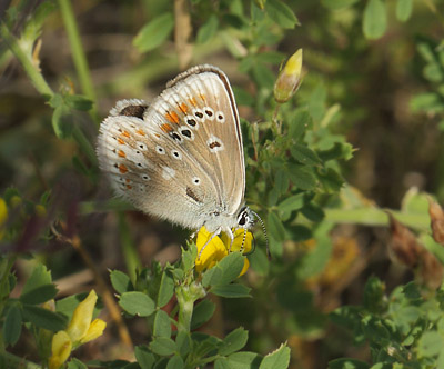 Hvidrandet blfugl, Polyommatus dorylas hun. hus, Skne, Sverige d. 18 Juli 2014. Fotograf: Lars Andersen