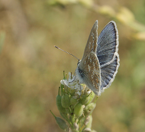 Hvidrandet blfugl, Polyommatus dorylas han. hus, Skne, Sverige d. 18 Juli 2014. Fotograf: Lars Andersen