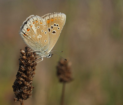 Hvidrandet blfugl, Polyommatus dorylas hun. hus, Skne, Sverige d. 18 Juli 2014. Fotograf: Lars Andersen