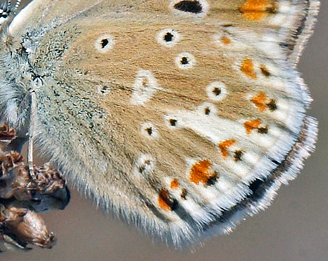 Hvidrandet blfugl, Polyommatus dorylas hun. hus, Skne, Sverige d. 18 Juli 2014. Fotograf: Lars Andersen