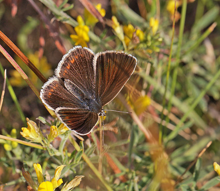 Hvidrandet blfugl, Polyommatus dorylas hun. hus, Skne, Sverige d. 18 Juli 2014. Fotograf: Lars Andersen