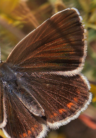 Hvidrandet blfugl, Polyommatus dorylas hun. hus, Skne, Sverige d. 18 Juli 2014. Fotograf: Lars Andersen