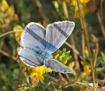 Hvidrandet blfugl, Polyommatus dorylas han. hus, Skne, Sverige d. 18 Juli 2014. Fotograf: Lars Andersen