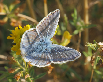 Hvidrandet blfugl, Polyommatus dorylas han. hus, Skne, Sverige d. 18 Juli 2014. Fotograf: Lars Andersen