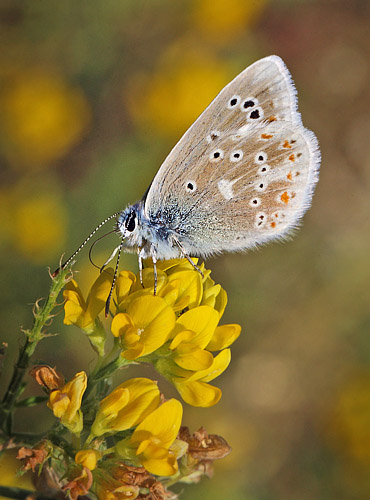 Hvidrandet blfugl, Polyommatus dorylas han. hus, Skne, Sverige d. 18 Juli 2014. Fotograf: Lars Andersen