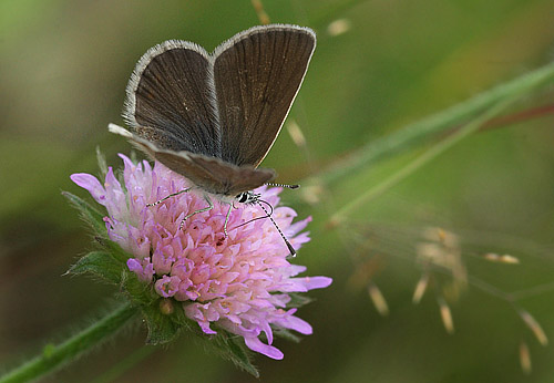 Turkis Blåfugl, Aricia nicias hun. Fjärilsvägen, Grinduga, Gävle, Gästrikland, Sverige. d. 26 juli 2014. Fotograf: Lars Andersen
