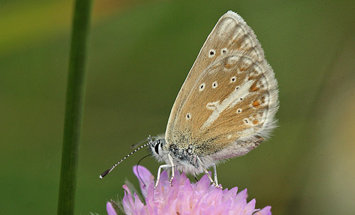 Turkis Blåfugl, Aricia nicias hun. Fjärilsvägen, Grinduga, Gävle, Gästrikland, Sverige. d. 26 juli 2014. Fotograf: Lars Andersen