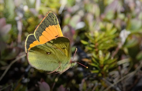 Arktisk Høsommerfugl, Colias hecla han. Jieprenjåkka, Lapland, Sverige d. 5 juli 2014. Fotograf; Jan Hillman