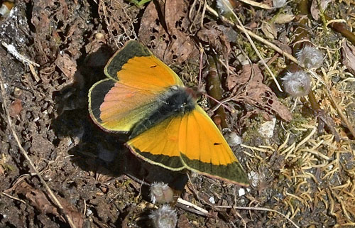 Arktisk Høsommerfugl, Colias hecla han. Jieprenjåkka, Lapland, Sverige d. 5 juli 2014. Fotograf; Jan Hillman