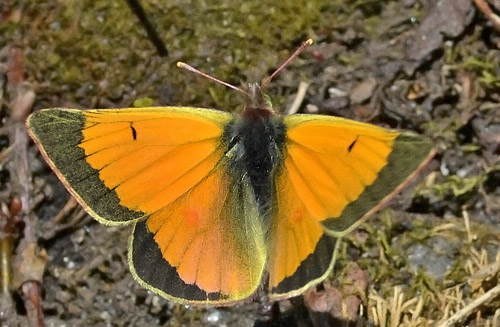 Arktisk Høsommerfugl, Colias hecla han. Jieprenjåkka, Lapland, Sverige d. 5 juli 2014. Fotograf; Jan Hillman