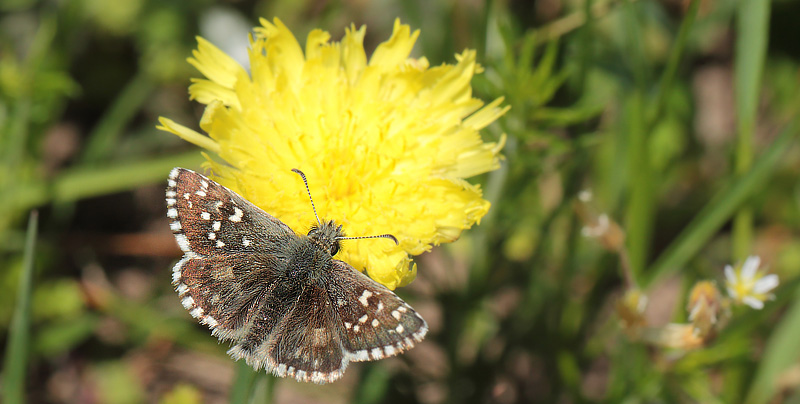 Fransk Bredpande, Pyrgus armoricanus hun. Hagestad Naturresevat, Skne, det sydlige Sverige d. 22 Maj 2014. Fotograf: Lars Andersen