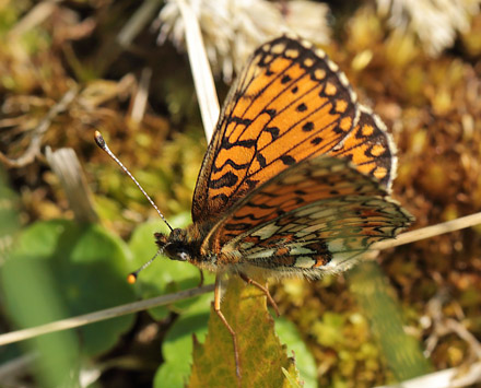 Brunlig Perlemorsommerfugl, Boloria selene. Hunnerdsmossen, Skne, Sverige d. 22 maj 2014. Fotograf: Lars Andersen