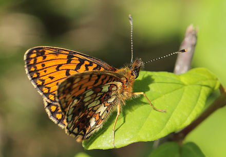 Brunlig Perlemorsommerfugl, Boloria selene. Hunnerdsmossen, Skne, Sverige d. 22 maj 2014. Fotograf: Lars Andersen