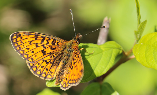 Brunlig Perlemorsommerfugl, Boloria selene. Hunnerdsmossen, Skne, Sverige d. 22 maj 2014. Fotograf: Lars Andersen