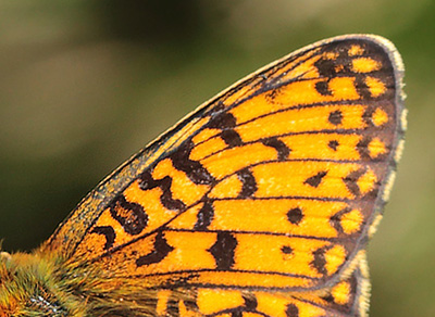 Brunlig Perlemorsommerfugl, Boloria selene. Hunnerdsmossen, Skne, Sverige d. 22 maj 2014. Fotograf: Lars Andersen