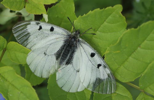 Mnemosyne, Parnassius mnemosyne han. Blekinge, Sverige d. 29 maj 2014. Fotograf; Lars Andersen