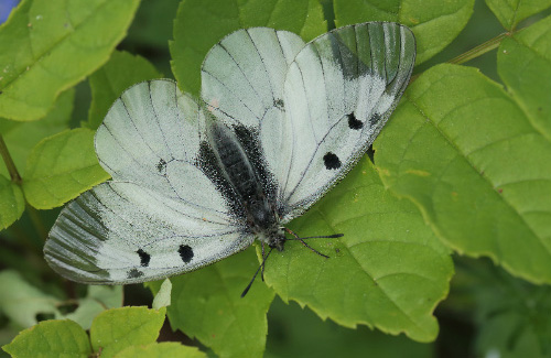 Mnemosyne, Parnassius mnemosyne han. Blekinge, Sverige d. 29 maj 2014. Fotograf; Lars Andersen