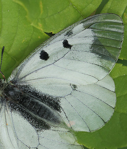 Mnemosyne, Parnassius mnemosyne han. Blekinge, Sverige d. 29 maj 2014. Fotograf; Lars Andersen