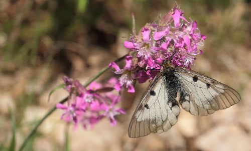 Mnemosyne, Parnassius mnemosyne hun. Blekinge, Sverige d. 29 maj 2014. Fotograf; Lars Andersen