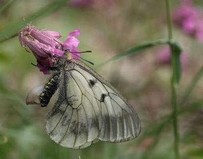 Mnemosyne, Parnassius mnemosyne hun. Blekinge, Sverige d. 29 maj 2014. Fotograf; Lars Andersen