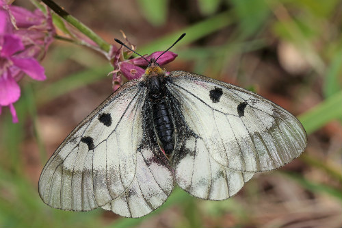 Mnemosyne, Parnassius mnemosyne hun. Blekinge, Sverige d. 29 maj 2014. Fotograf; Lars Andersen