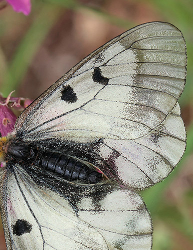 Mnemosyne, Parnassius mnemosyne hun. Blekinge, Sverige d. 29 maj 2014. Fotograf; Lars Andersen