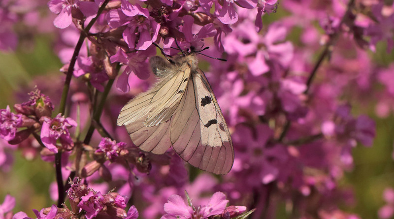 Mnemosyne, Parnassius mnemosyne han. Blekinge, Sverige d. 31 maj 2014. Fotograf; Lars Andersen
