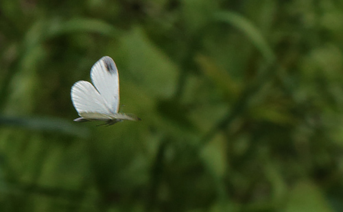 Skovhvidvinge, Leptidea sinapis han. Kornalycke, Mien Sjn, Smland, Sverige. d. 31 Maj 2014. Fotograf: Lars Andersen