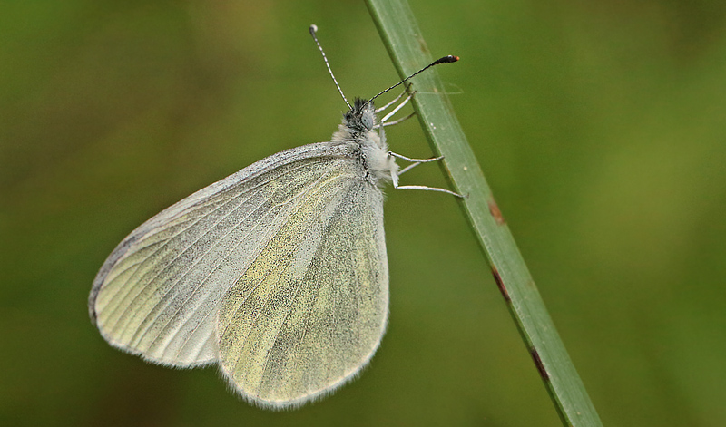 Skovhvidvinge, Leptidea sinapis han. Kornalycke, Mien Sjn, Smland, Sverige. d. 31 Maj 2014. Fotograf: Lars Andersen