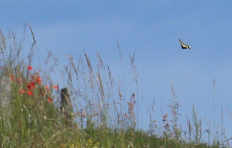 Svalehale, Papilio machaon. Hagestad Naturresevat, Sandhammaren, Skne, Sverige d. 9 juni 2014. Fotograf; Lars Andersen