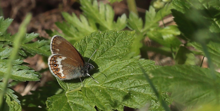 Herorandøje, Coenonympha hero han. Ryholm, Västergötland, Sverige d. 10 juni 2014. Fotograf: Lars Andersen
