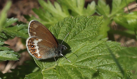 Herorandøje, Coenonympha hero han. Ryholm, Västergötland, Sverige d. 10 juni 2014. Fotograf: Lars Andersen