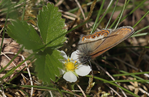 Herorandje, Coenonympha hero han. Ryholm, Vstergtland, Sverige d.  10 juni 2014. Fotograf: Lars Andersen