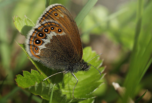 Herorandøje, Coenonympha hero hun. Ryholm, Västergötland, Sverige d. 10 juni 2014. Fotograf: Lars Andersen