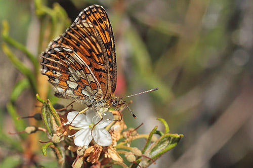 Sortringet Perlemorsommerfugl, Boloria eunomia. Stormossen, Braxbolet, Beateberg, Vstergtland, Sverige d. 10 juni 2014. Fotograf; Lars Andersen