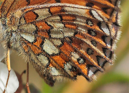 Sortringet Perlemorsommerfugl, Boloria eunomia. Stormossen, Braxbolet, Beateberg, Vstergtland, Sverige d. 10 juni 2014. Fotograf; Lars Andersen