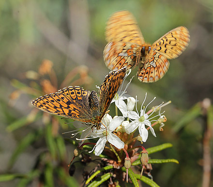 Sortringet Perlemorsommerfugl, Boloria eunomia & Rdlig Perlemorsommerfugl, Boloria euphrosyne. Stormossen, Braxbolet, Beateberg, Vstergtland, Sverige d. 10 juni 2014. Fotograf; Lars Andersen