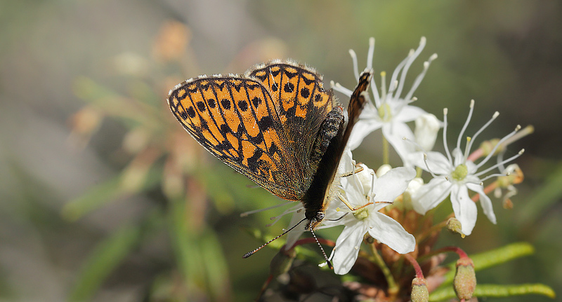 Sortringet Perlemorsommerfugl, Boloria eunomia. Stormossen, Braxbolet, Beateberg, Vstergtland, Sverige d. 10 juni 2014. Fotograf; Lars Andersen