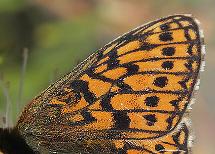 Sortringet Perlemorsommerfugl, Boloria eunomia. Stormossen, Braxbolet, Beateberg, Vstergtland, Sverige d. 10 juni 2014. Fotograf; Lars Andersen