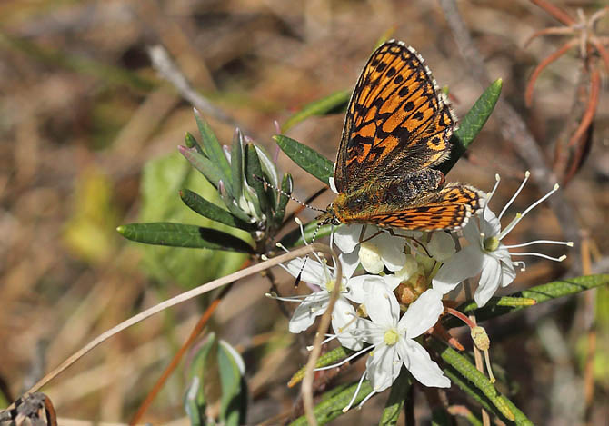 Sortringet Perlemorsommerfugl, Boloria eunomia. Stormossen, Braxbolet, Beateberg, Vstergtland, Sverige d. 10 juni 2014. Fotograf; Lars Andersen