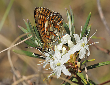 Ringet Perlemorsommerfugl, Boloria eunomia. Stormossen, Braxbolet, Beateberg, Vstergtland, Sverige d. 10 juni 2014. Fotograf; Lars Andersen