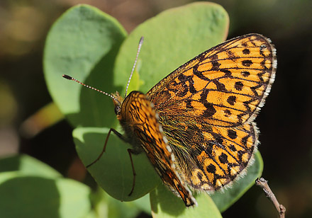 Sortringet Perlemorsommerfugl, Boloria eunomia. Stormossen, Braxbolet, Beateberg, Vstergtland, Sverige d. 10 juni 2014. Fotograf; Lars Andersen