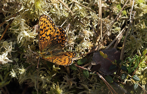 Sortringet Perlemorsommerfugl, Boloria eunomia. Stormossen, Braxbolet, Beateberg, Vstergtland, Sverige d. 10 juni 2014. Fotograf; Lars Andersen