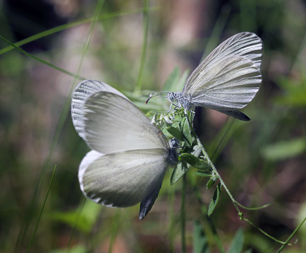 Skovhvidvinge, Leptidea sinapis parringsleg. Hkenss, Vstergtland, Sverige. d. 10 Juni 2014. Fotograf: Lars Andersen