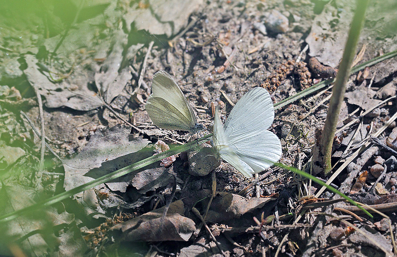 Skovhvidvinge, Leptidea sinapis parringsleg. Hkenss, Vstergtland, Sverige. d. 10 Juni 2014. Fotograf: Lars Andersen