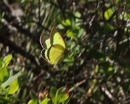 Mosehøsommerfugl, Colias palaeno han. Älga-mossen, Hökensås, Södra Fågelås Västergötland, Sverige d. 10 juni 2014. Fotograf; Lars Andersen
