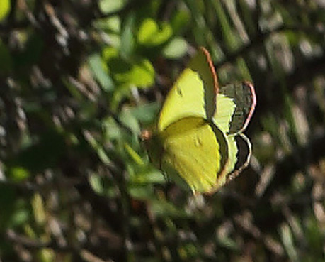 Mosehøsommerfugl, Colias palaeno han. Älga-mossen, Hökensås, Södra Fågelås Västergötland, Sverige d. 10 juni 2014. Fotograf; Lars Andersen
