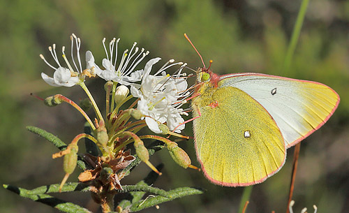 Mosehøsommerfugl, Colias palaeno hun. Älga-mossen, Hökensås, Södra Fågelås Västergötland, Sverige d. 10 juni 2014. Fotograf; Lars Andersen