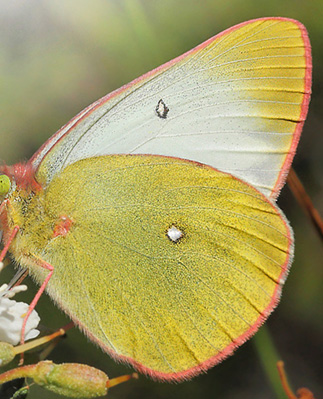 Mosehsommerfugl, Colias palaeno hun.  lga-mossen, Hkenss, Sdra Fgels Vstergtland, Sverige d. 10 juni 2014.  Fotograf; Lars Andersen