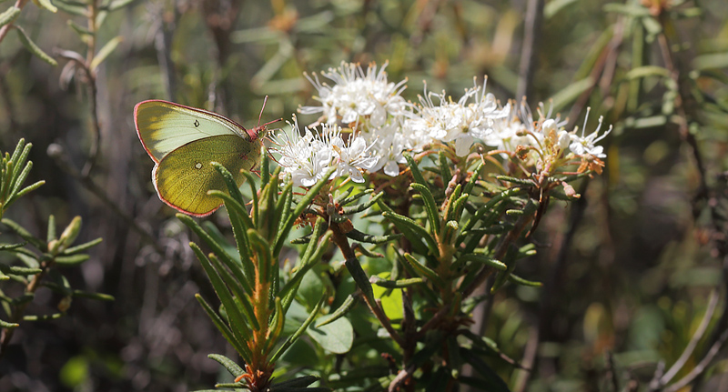 Mosehøsommerfugl, Colias palaeno hun. Älga-mossen, Hökensås, Södra Fågelås Västergötland, Sverige d. 10 juni 2014. Fotograf; Lars Andersen